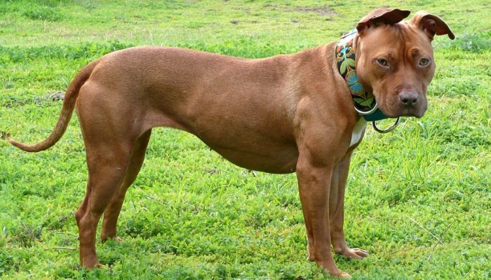 1080px-Ginger_December_3579836414e4b5ce786eoPitBull