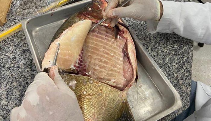 260324_SalmonellaPescados_Yuri_Porto_pesquisa-2