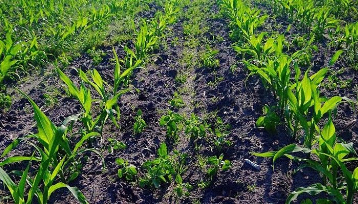 4ba2426e3cd069a9578f1e0a3b6b6d7c-midiajur-com-br