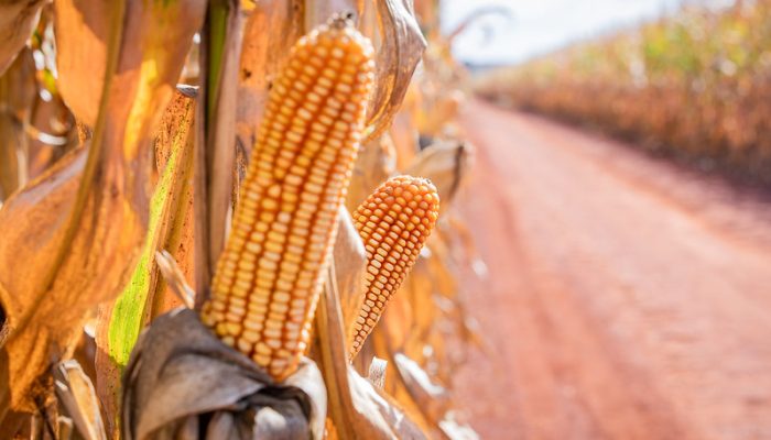 51236455926_001159873c_c