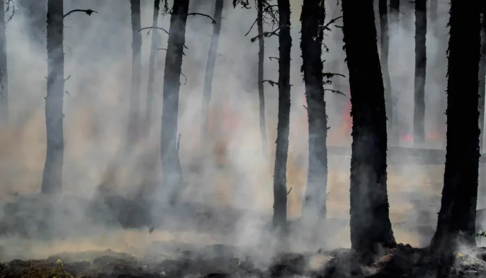 6-Ilustrativa-para-incendio-Credito-Joane-Francis-Unsplash-1200x798.jpg