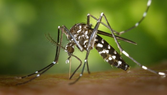AEDES