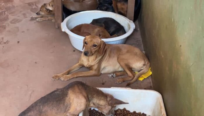 Animais-resgatados-condicao-abandono-ASorriso-agosto-2025-assessoria-696x433