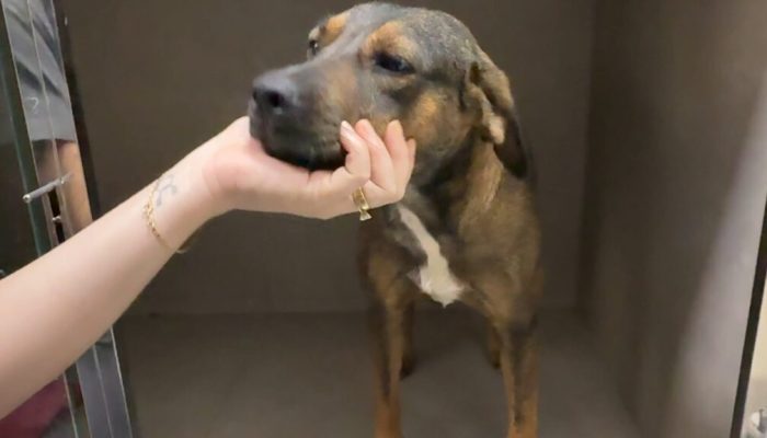 IMG_6954.MOV_snapshot_00.15.670-1024x576