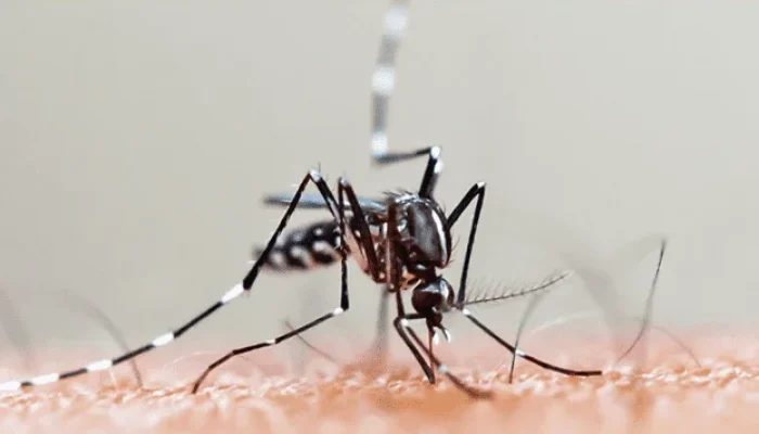 PASA_Banner-APP_Noticia_Prevencao-contra-o-Aedes-aegypti-622x400