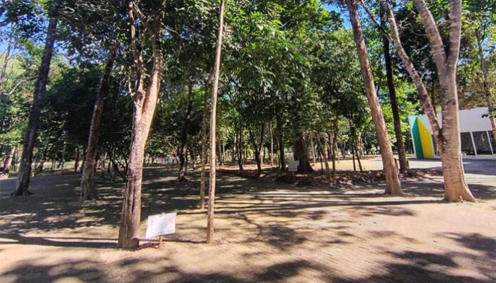 Parque-FLorestal-Sinop-morte-lacacos-maio-2025-So-NoticiasWellinton-Cunha-696x408