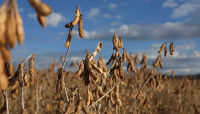 agro_soja_04-ago-23_Reuters-1024x683