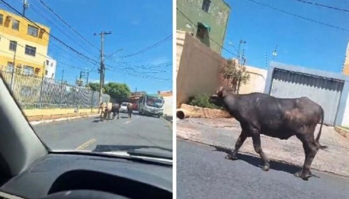 bufalo