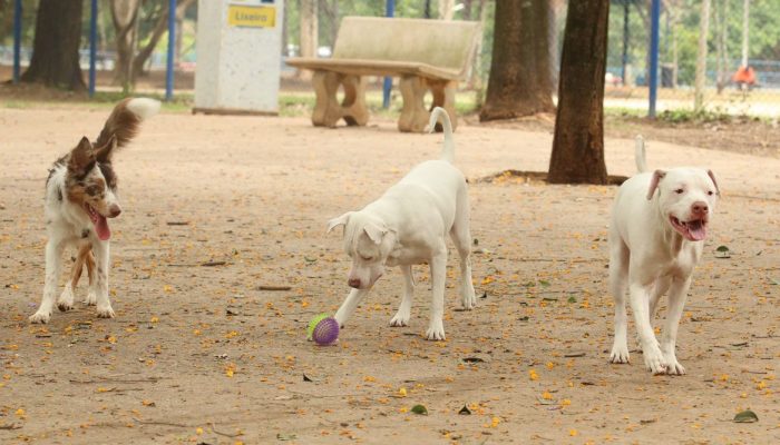 cachorros_no_parcao_praca_ayrton_senna_do_brasil_rvrsa_abr_2910212709
