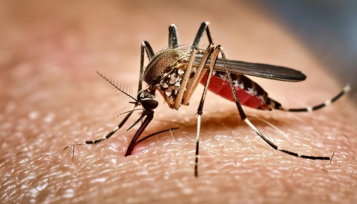 The,Aedes,Aegypti,Mosquito,,Called,The,yellow,Fever,Mosquito,",Is