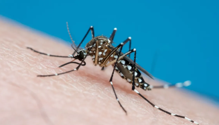 dengue