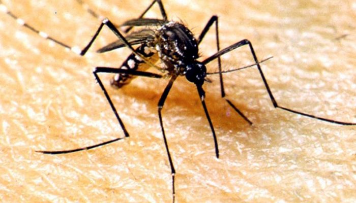 dengue