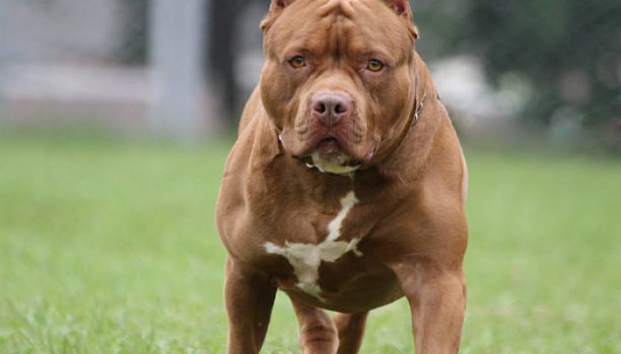Pitbull Dog, Photo took in Heredia Costa Rica
