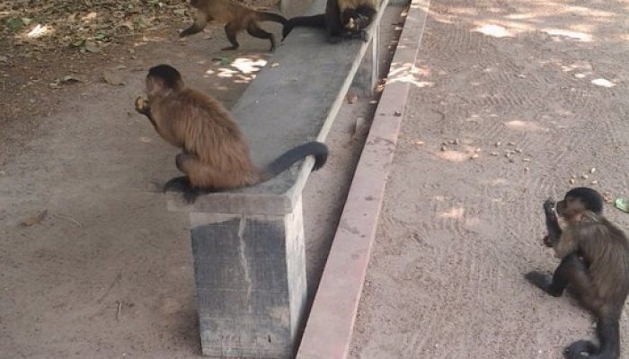macacos