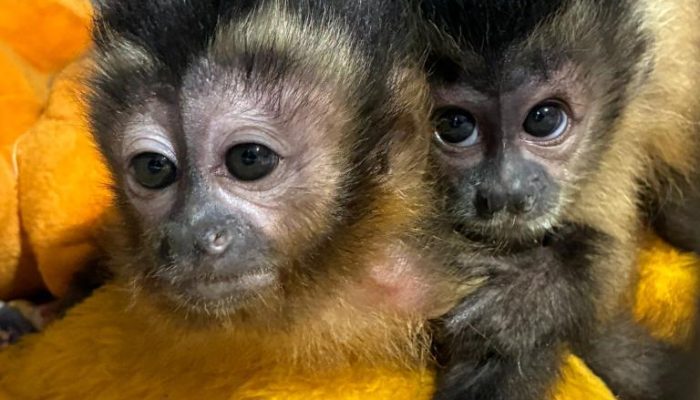 macacos1
