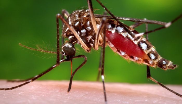 mosquito-Aedes-aegypti-FotoREUTERSJames-GathanyCDCHandout-via-Reuters