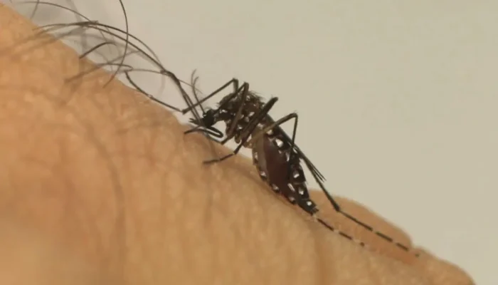 mosquito-aedes-aegypti.jpg