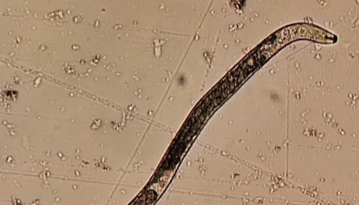 nematoides3